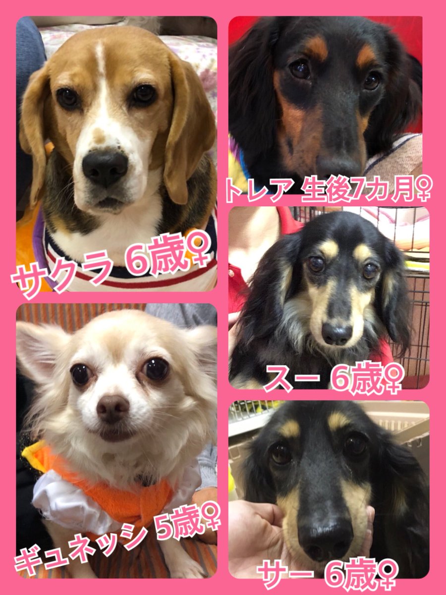 🐾今日の里親様募集中ワンコ🐶メンバーです🐾2019,10,27